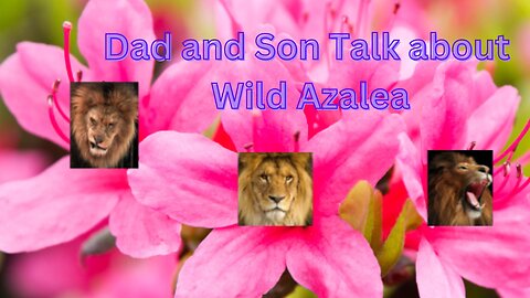 Dad and Son Talk about Wild Azaleas