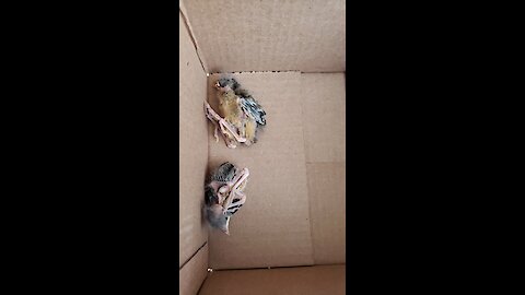 Baby birds