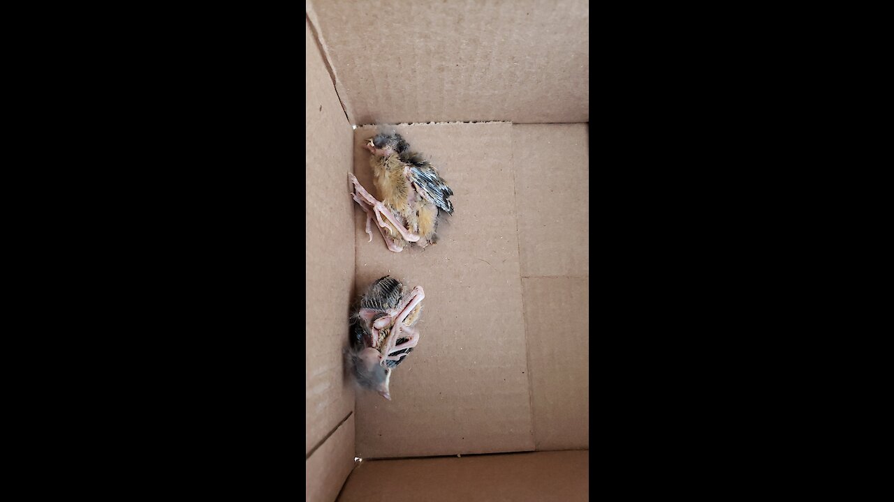 Baby birds