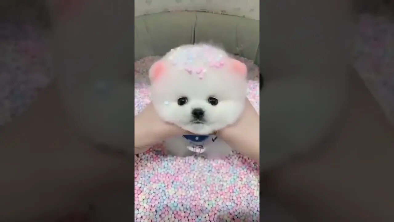 Cute Puppy Says "Do you love me?"