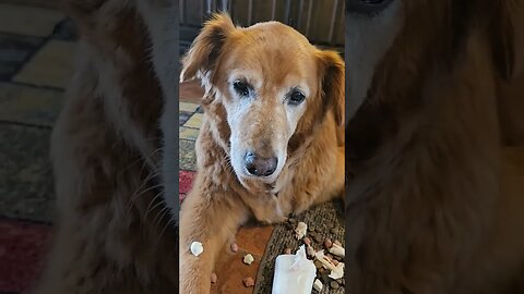 patience, best day ever Titan Golden Retriever