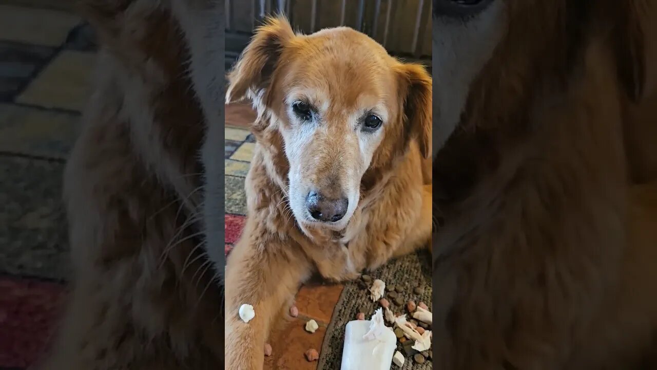 patience, best day ever Titan Golden Retriever