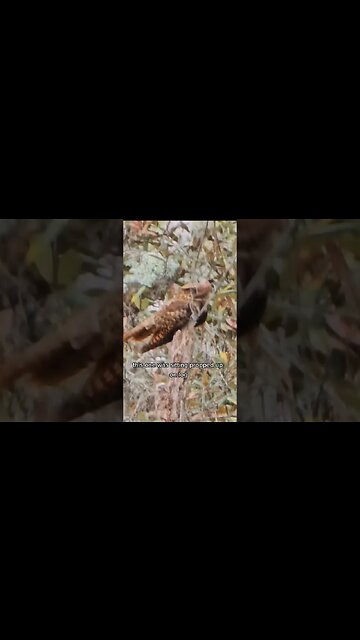 Morning hike in central florida