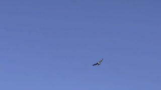 Red-Tailed Hawk hovering @ Humber River James Gardens Toronto