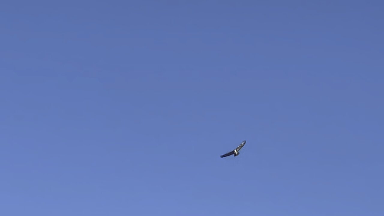 Red-Tailed Hawk hovering @ Humber River James Gardens Toronto