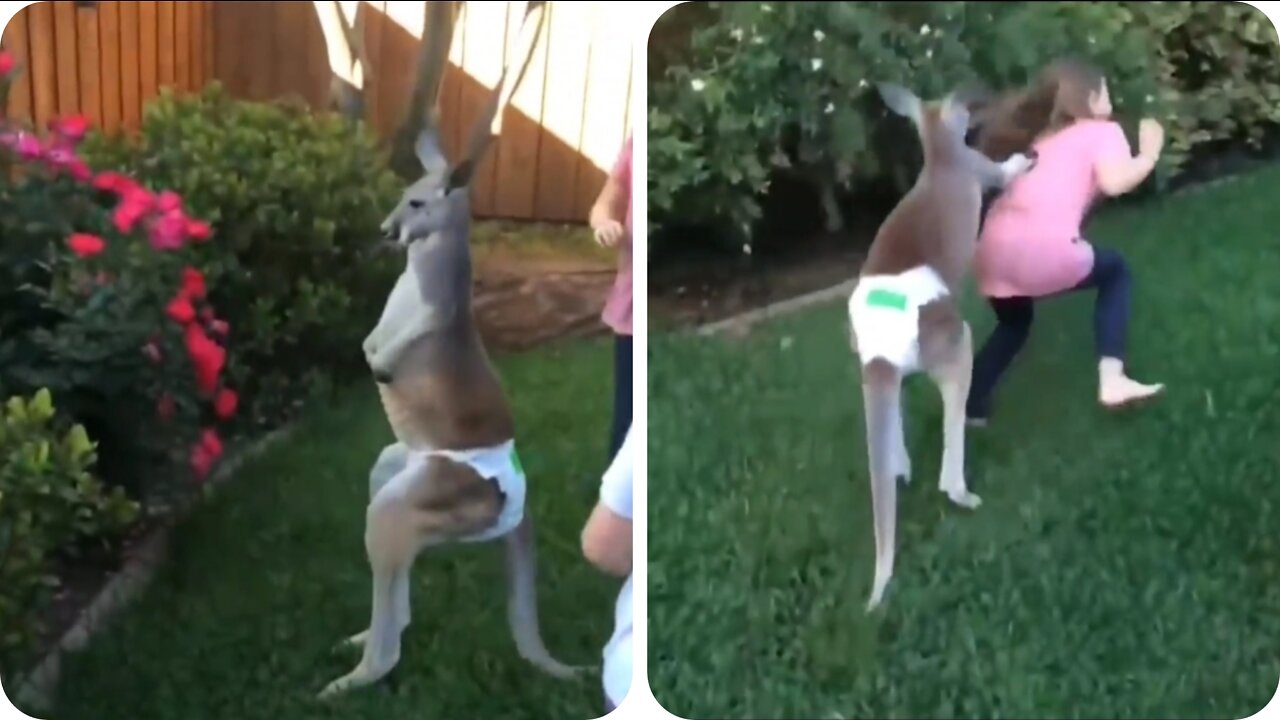 Unique Baby Kangaroo wearing diaper !