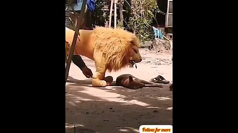 He scared the dog by keeping a fake lion and took his life😂 trending video