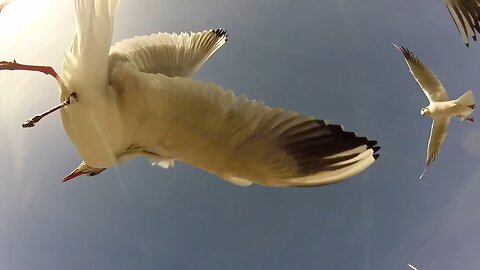 Chroicocephalus ridibundus Black-Headed Gull In Flight Slow Motion.