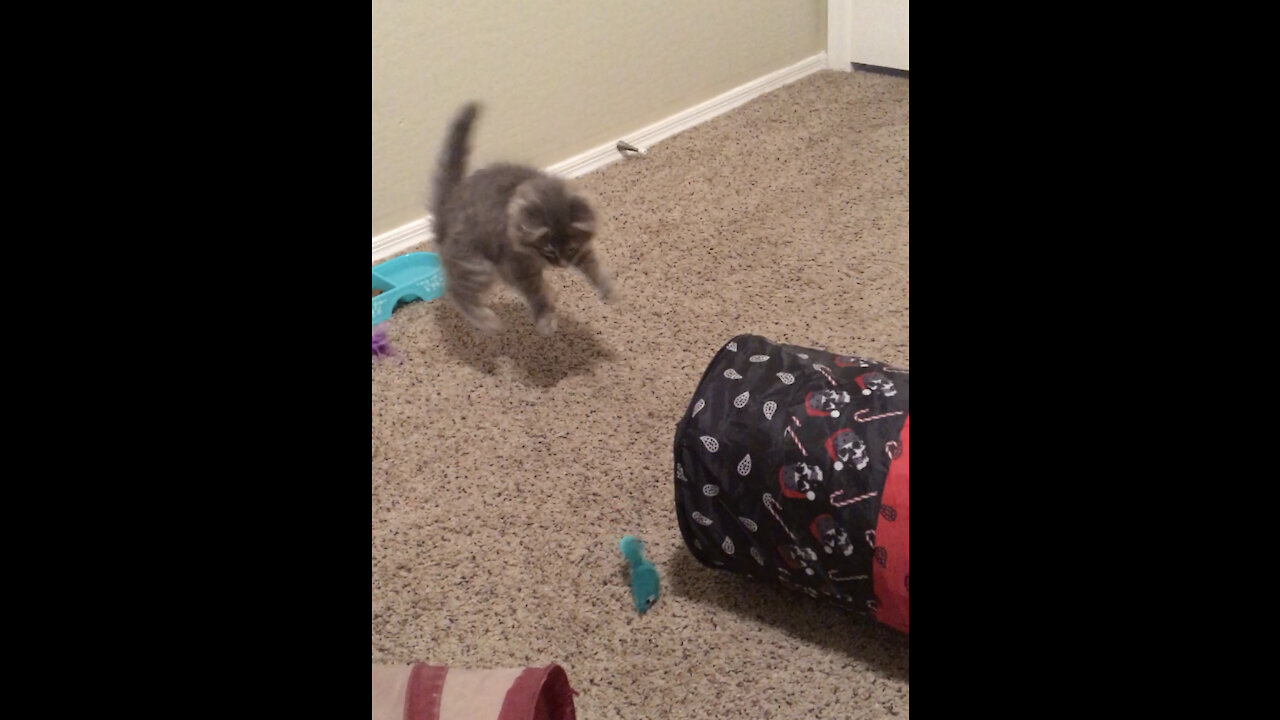 Kitten loves frolicking with his toys