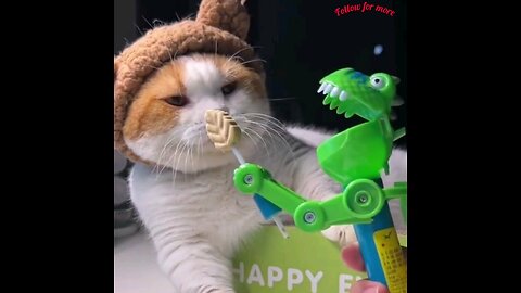 This toy made the cat very upset🤣🤣 trending video