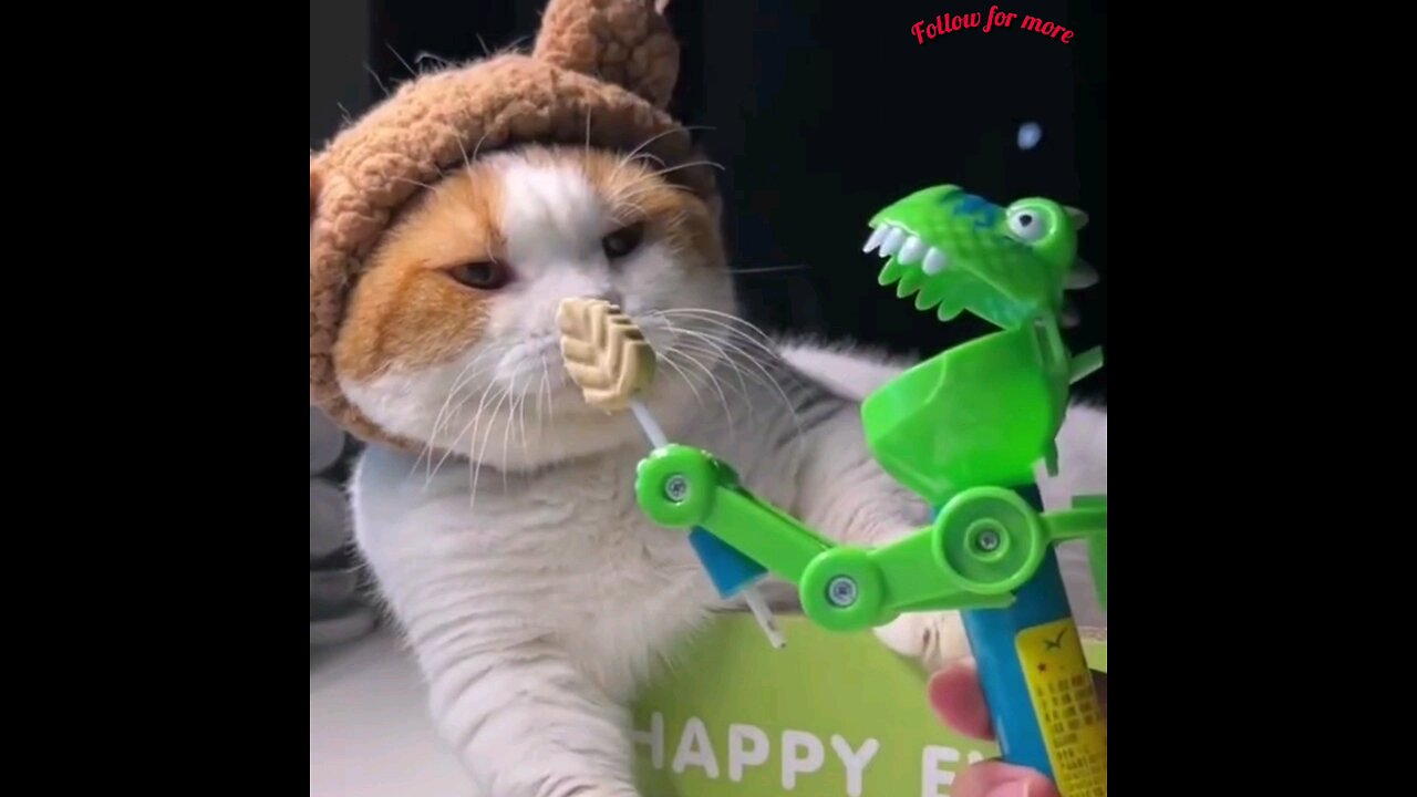 This toy made the cat very upset🤣🤣 trending video