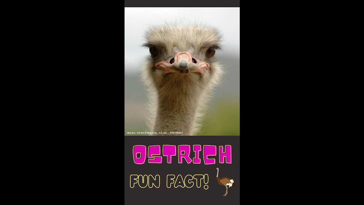 Ostrich: The Speedy, Egg-cellent Parents, and Rad Dancers! #funfactforkids #shorts #video