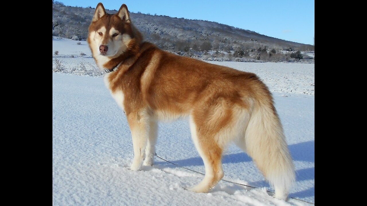 Husky screams cast a crazy tantrum--1080HD