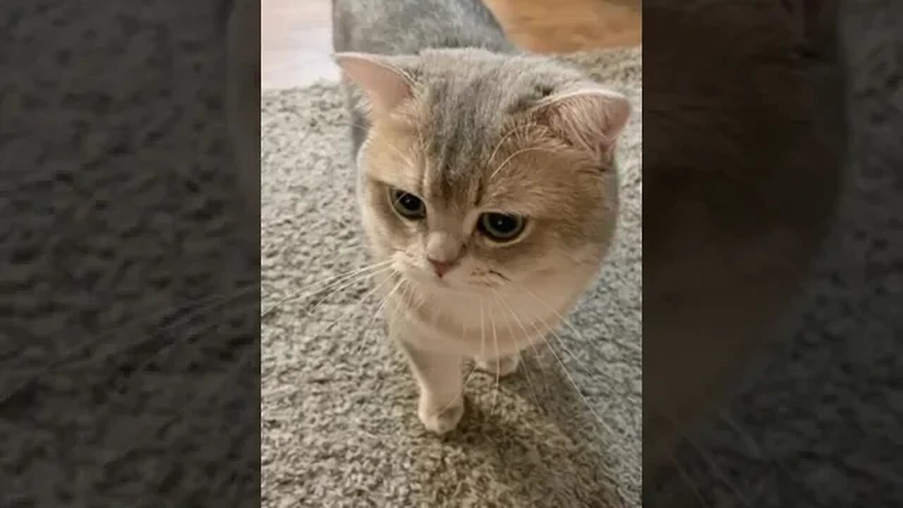 CAT VIDEO