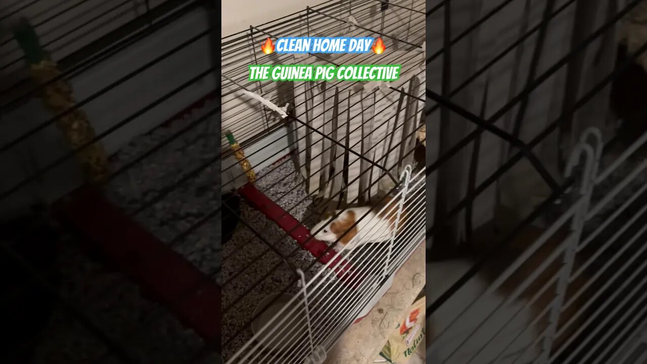 🔥Clean Home Day🔥 The Guinea Pig Collective #channel #guineapigshorts #guineapigs #pets