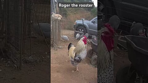 Farm surveillance. Free range rooster