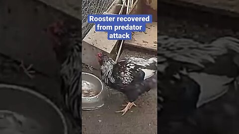 Farm cameras monitoring farm birds