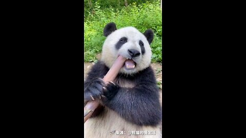 panda panda