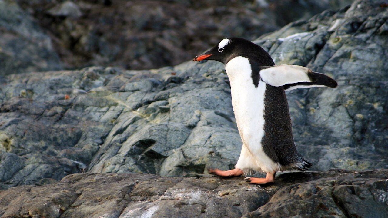 シャッフルハッスル Shuffle Hustle