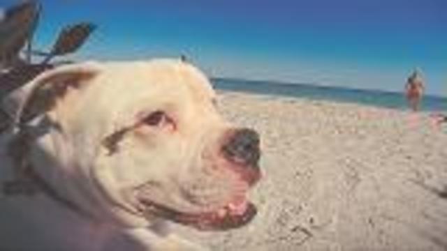 Fort Desoto Florida Doggie Cam