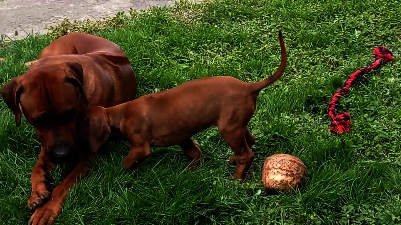 Little Lion Hound Is Coconuts About Her Big Lion Hound