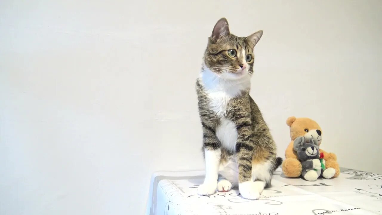 Cat Refuses to Wear Glasses