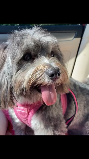 Cutest havanese ever!