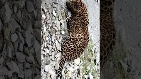 tiger on road video #shorts