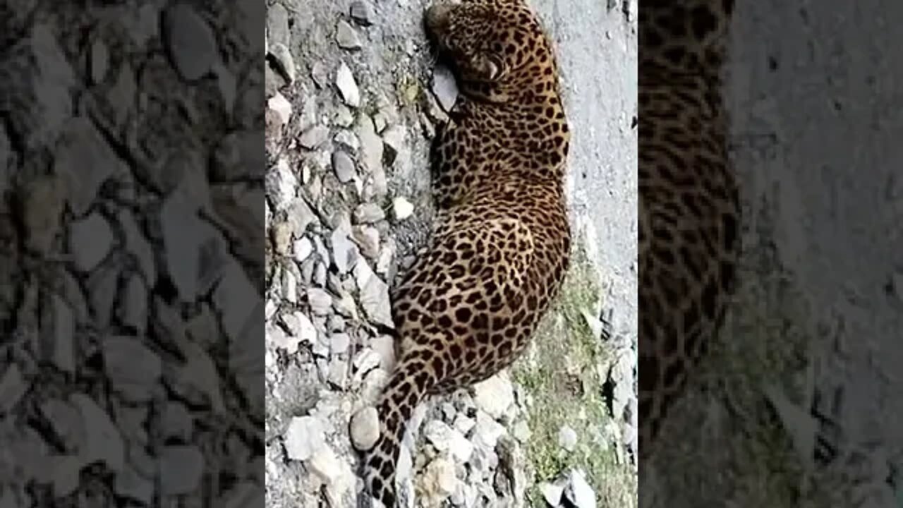 tiger on road video #shorts