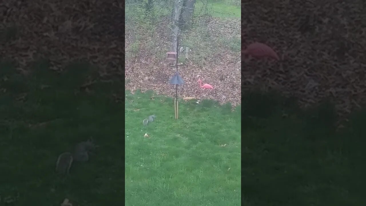 Morning Squirrel foraging