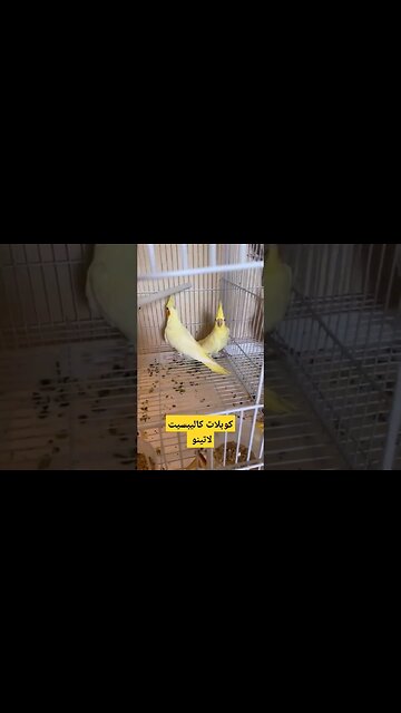 كوبلات كاليبسيت لاتينو