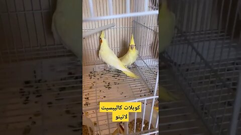 كوبلات كاليبسيت لاتينو