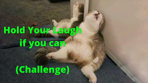 HOLD YOUR LAUGH IF YOU CAN - FUNNY CATS (CHALLENGE)