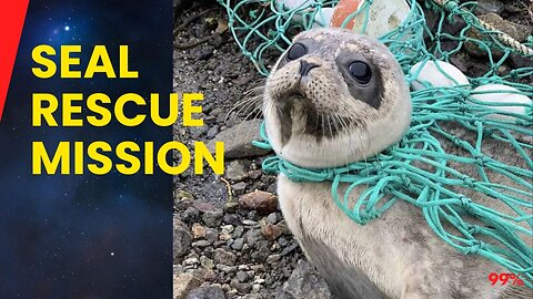 Heroic Kayakers Free Seal Pups from Deadly Nets!