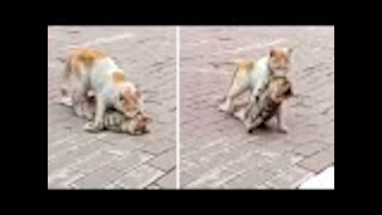 Cat Find Carries Friend’s Lifeless Body To Shelter Thinking He Can Be Saved