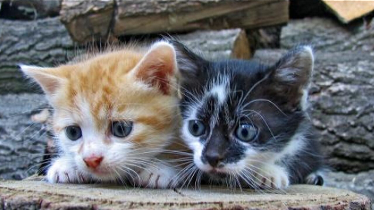 Funny Animals