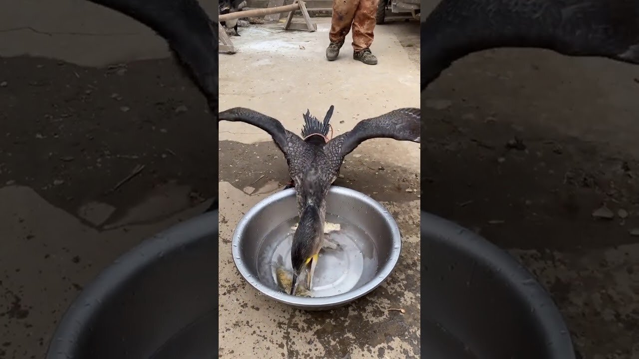 Funny Bird Eating Big Fish