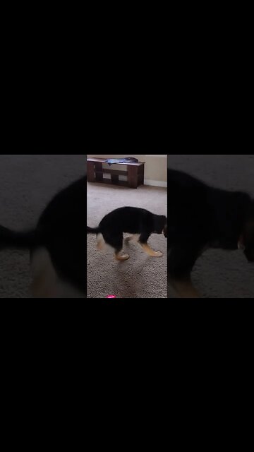 Mika's laser fun!!! #infantryoutdoors #servicedogtraining