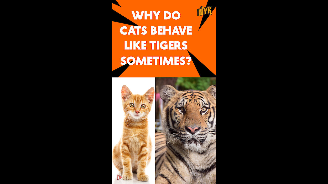 What Similarities Do Cats and Tigers Have?