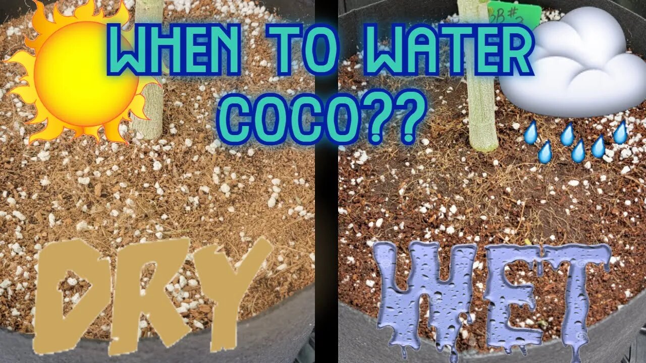 How to Water Coco Coir, When to Water - Small & Large Pots