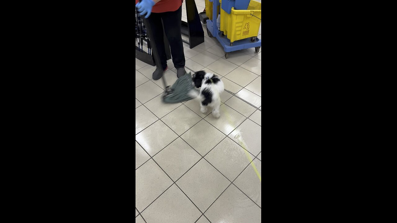 Portuguese Water Dog playing with a mop