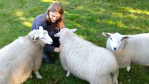pet sheep