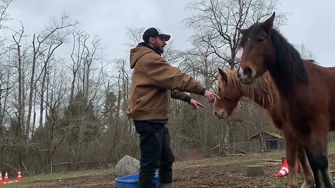 Letting My Non-Horsey Boyfriend Take Care of My Mustangs Vlog