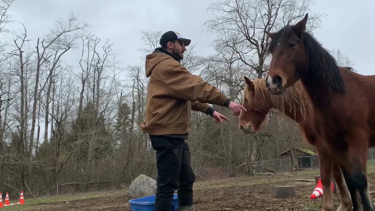 Letting My Non-Horsey Boyfriend Take Care of My Mustangs Vlog