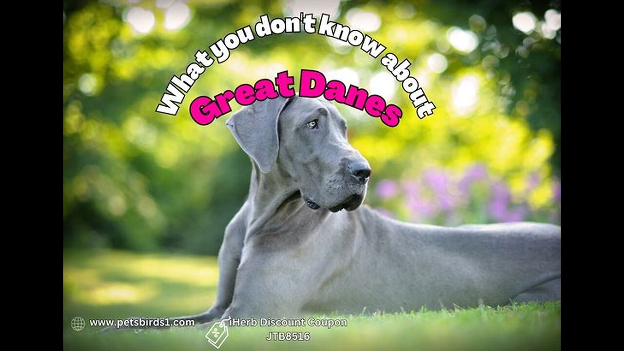 Discover Incredible Facts About Great Danes #pets_birds