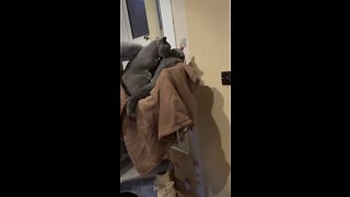 British Shorthair cat (Thor) washing his girlfriend (Freyja)