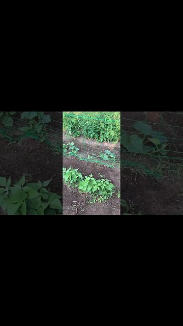 CRAZY FROM NO GROW TO 3WEEKS