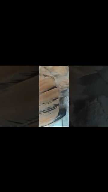 Ele ama Bicar a Crista da mãe