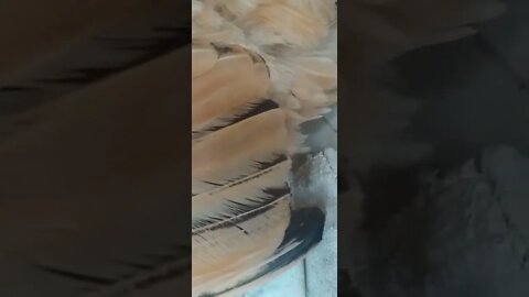 Ele ama Bicar a Crista da mãe