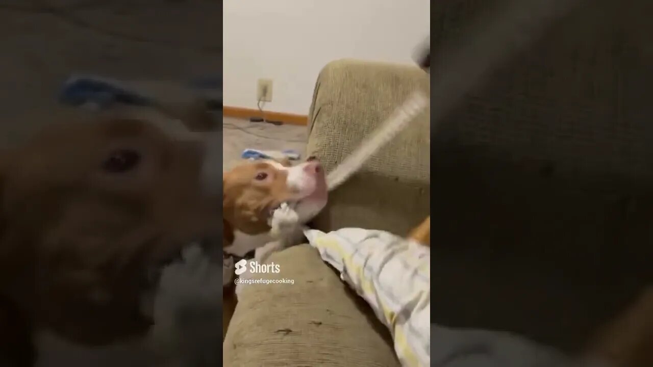 Daisy vs Nala My rope! Round 2